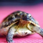 turtle, nature, tortoise, shell, terrestrial, greek, curious, reptile, animal